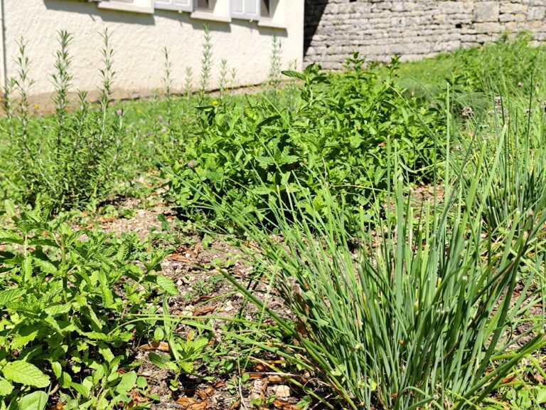 Les herbes aromatiques