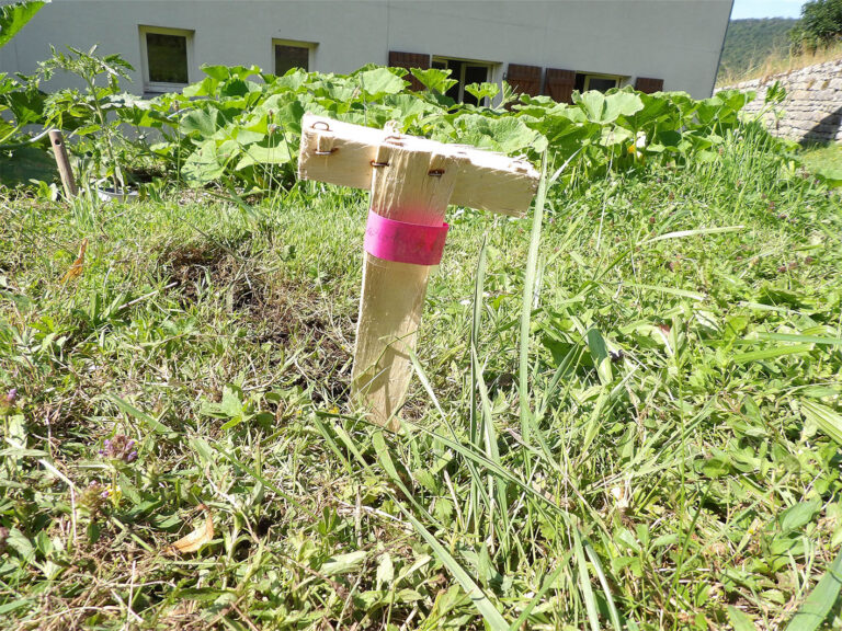 Le jardin partagé en été