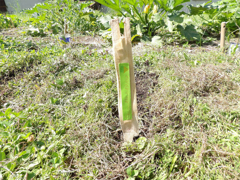 Le jardin partagé en été