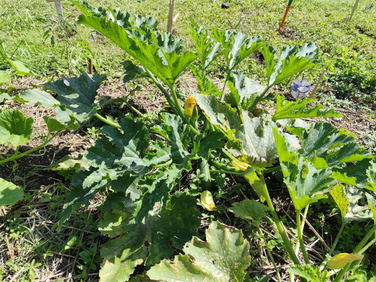 Le jardin partagé en été - les plants de courgettes