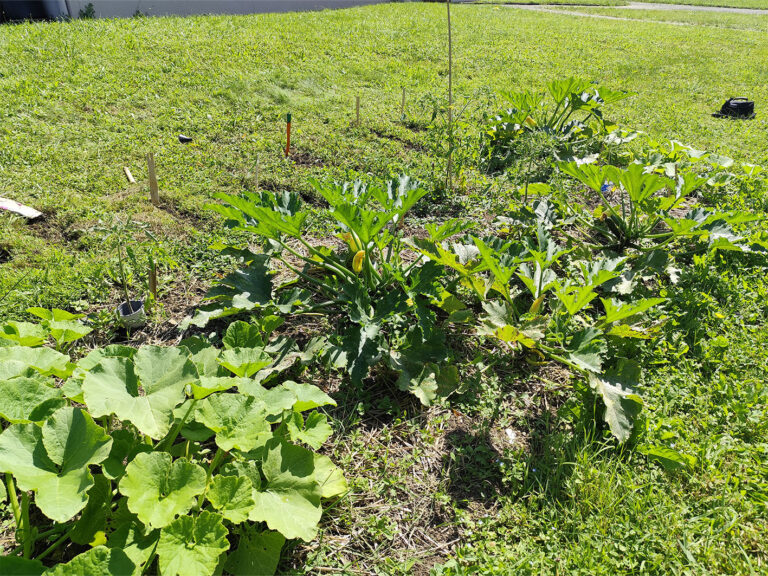 Le jardin partagé en été