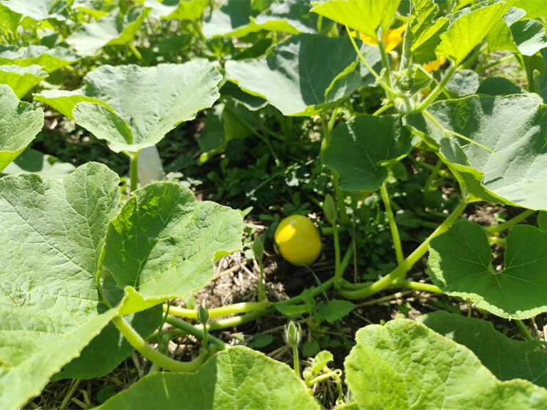 Le jardin partagé en été - les plants de courgettes