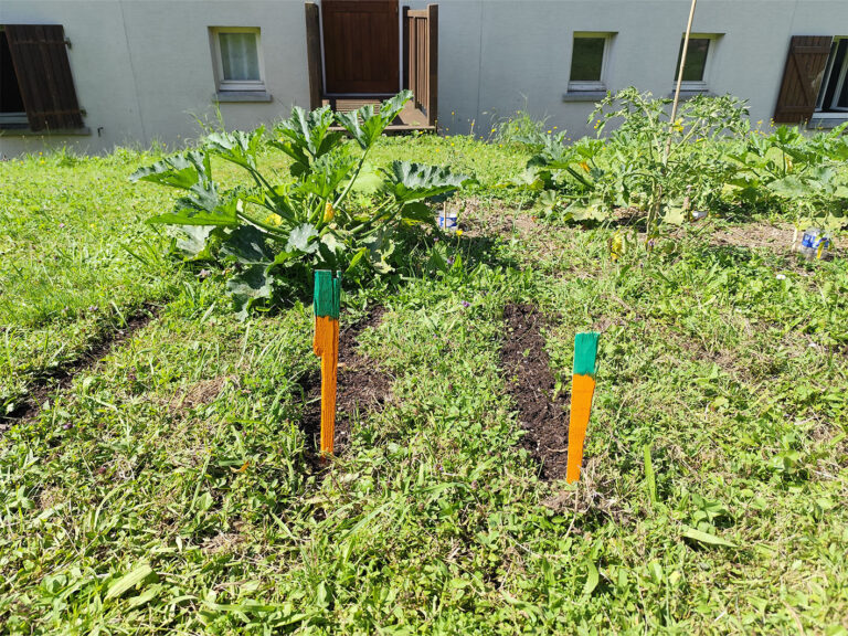 Le jardin partagé en été