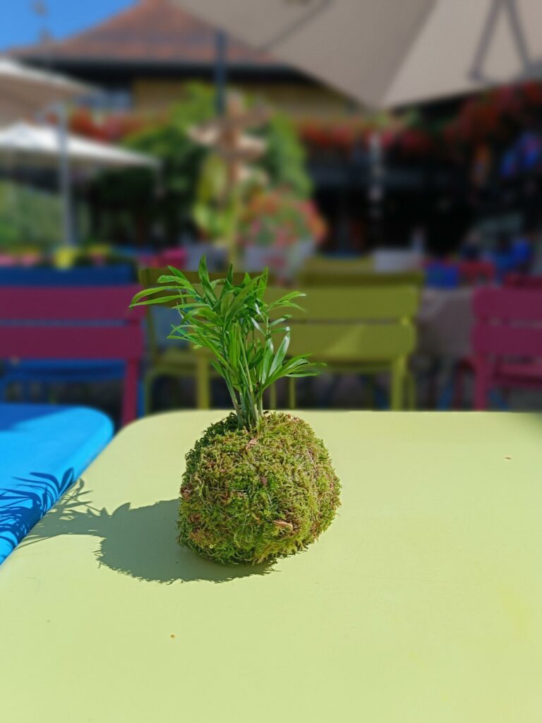 Création de kokedama