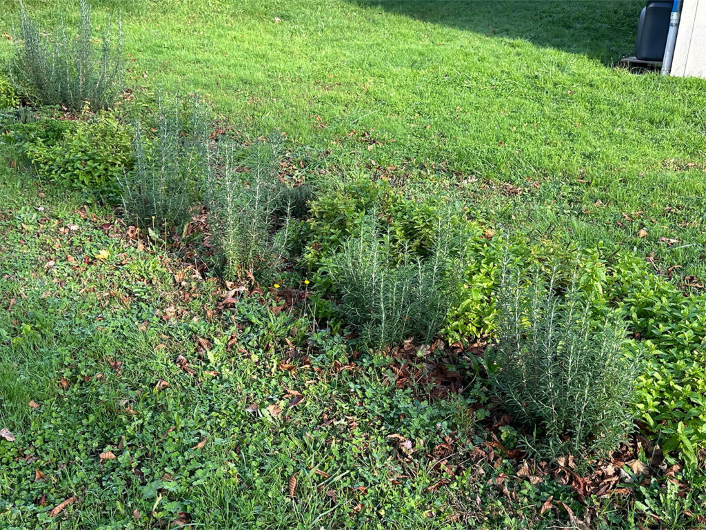 jardin partagé - Montgesoye - Automne 2024