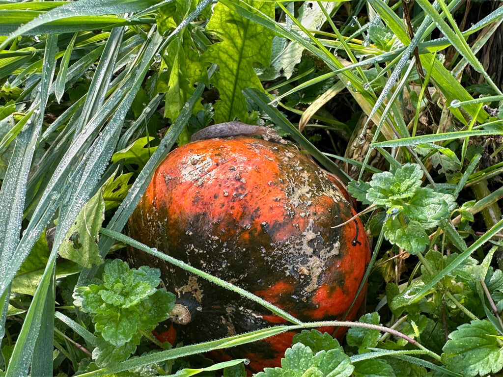 jardin partagé - Montgesoye - Automne 2024