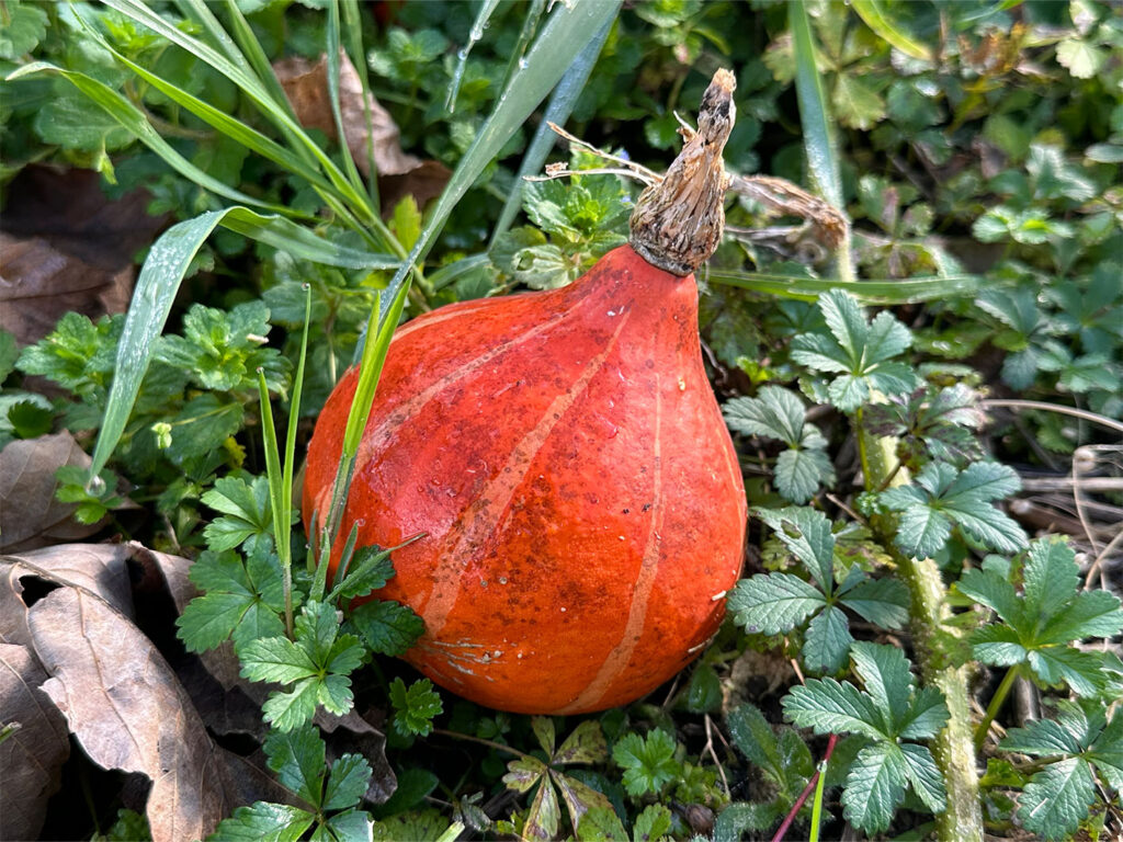 jardin partagé - Montgesoye - Automne 2024